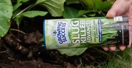 How to protect plants from slugs in wet weather