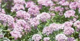 How to Grow Alyssum