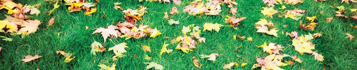 september gardening