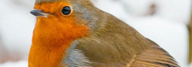 winter birds