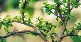 How to Repot a Bonsai Tree