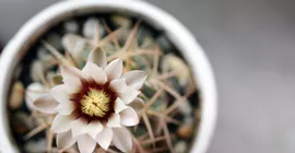 How to Grow Cacti
