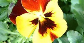 How to Grow Pansies