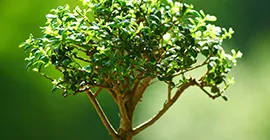 How to Grow Bonsai