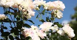 How to Grow Roses