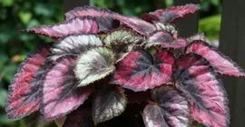 Caring for Houseplants