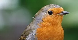 Bird Guide: Robin