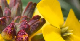 How to Grow Wallflowers