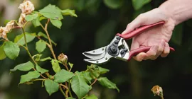 How to Prune Roses