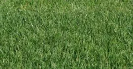 thick lawn