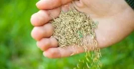 How to care for your lawn