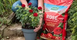 How to Care for Roses