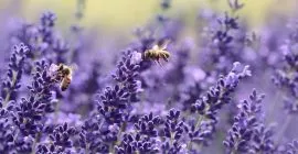 bees featured image