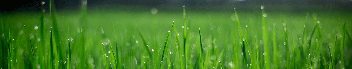 lawn care