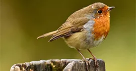 robin